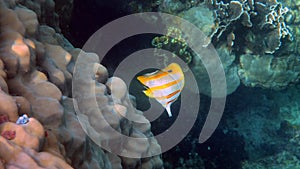 Copperband Butterflyfish or chelmon rostratus fish with long nose in Andaman Sea, Thailand. Beautiful colorful yellow