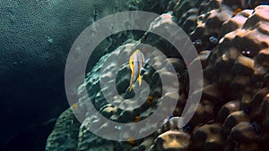 Copperband Butterflyfish or chelmon rostratus fish with long nose in Andaman Sea, Thailand. Beautiful colorful yellow