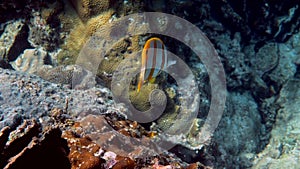 Copperband Butterflyfish or chelmon rostratus fish with long nose in Andaman Sea, Thailand. Beautiful colorful yellow