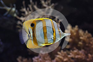 Copperband butterflyfish Chelmon rostratus