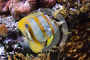 Copperband butterflyfish Chelmon rostratus photo