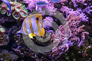 Copperband butterflyfish Chelmon rostratus . Wild life animal