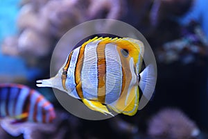 Copperband butterflyfish photo
