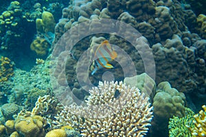 Copperband butterflyfish in coral reef underwater photo. Exotic fish in nature. Tropical seashore snorkeling or diving