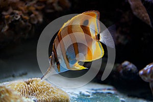 Copperband butterflyfish feeding on a coral reef