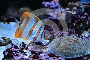 Copperband butterflyfish