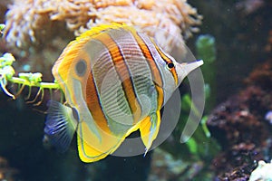 Copperband butterflyfish from the red sea