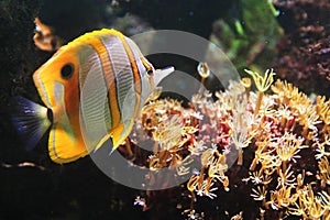 Copperband butterflyfish from the red sea