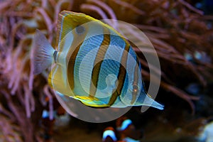 Copperband butterflyfish from the red sea from egypt Vancouver Aquarium, BC, Canada