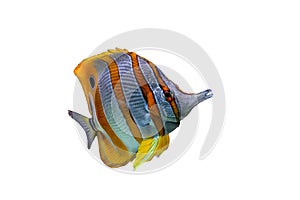 Copperband butterflyfish, reef fish, beak coralfish isolated on white. orange striped marine fish