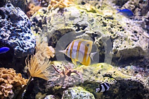 Copperband butterflyfish Thailand underwater