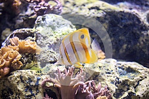 Copperband butterflyfish Thailand underwater