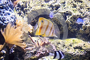 Copperband butterflyfish Thailand underwater