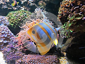 Copperband saltwater fish butterfly fish