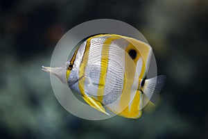 Copperbanded butterfly-fish