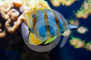 Copperbanded Butterfly fish Chelmon Rostratus. Wonderful and beautiful underwater world with corals and tropical fish