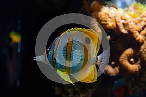 Copperbanded Butterfly fish Chelmon Rostratus. Wonderful and beautiful underwater world with corals and tropical fish