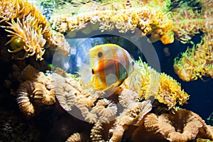 Copperbanded Butterfly fish Chelmon Rostratus. Wonderful and beautiful underwater world with corals and tropical fish