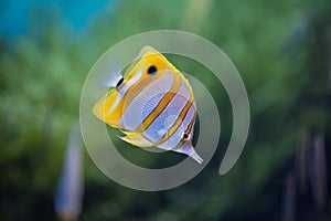 Copperbanded butterflyfish