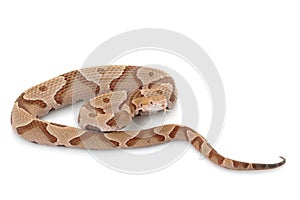 Copperhead