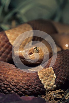 Copperhead photo