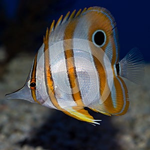 Copperhead Butterflyfish Chelmon rostratus