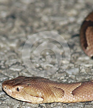 Copperhead