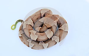 Copperhead in coil on white background