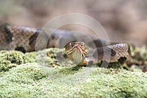 Copperhead Pit Viper flicking tongue