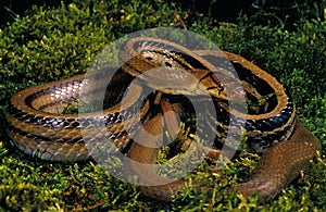Copperhead Rat Snake, elaphe radiata, Adult standing on Moss