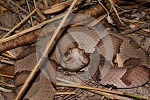 Copperhead Ready to Strike