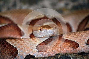 Copperhead snake