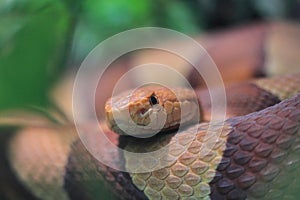 Copperhead snake photo