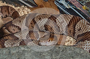 Copperhead Snake Agkistrodon Contortrix