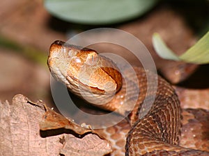 Copperhead Snake (Agkistrodon contortrix)