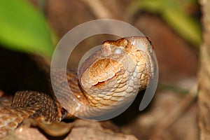 Copperhead Snake (Agkistrodon contortrix)