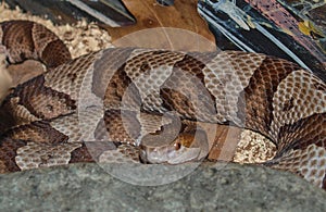 Copperhead Snake Agkistrodon Contortrix photo