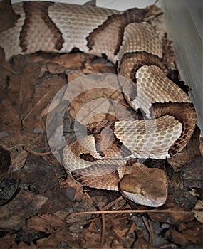 Copperhead Snake Agkistrodon Contortrix photo