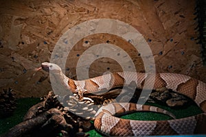 Copperhead snake Agkistrodon contortrix - exotic venomous snake photo