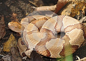 Copperhead Snake, Agkistrodon contortrix phaeogaster