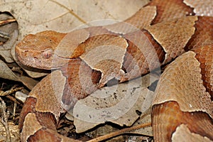 Copperhead Snake, Agkistrodon contortrix phaeogaster