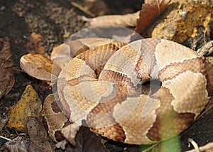 Copperhead Snake, Agkistrodon contortrix phaeogaster photo