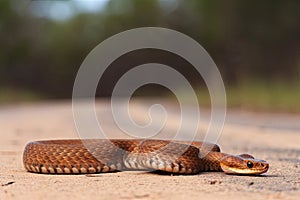 Copperhead snake in Australia