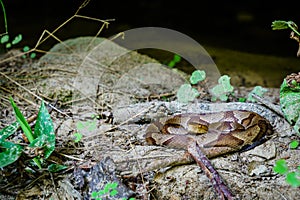 Copperhead snake