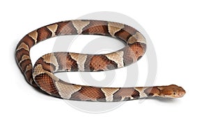 Copperhead snake or highland moccasin