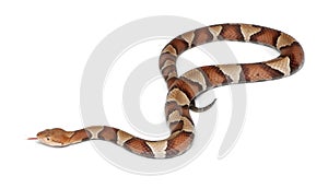 Copperhead snake or highland moccasin photo