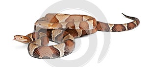 Copperhead snake or highland moccasin