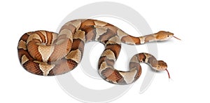 Copperhead snake or highland moccasin photo