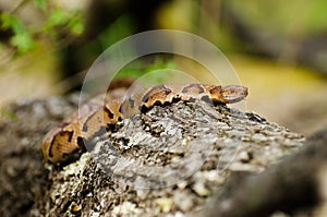 Copperhead Snake