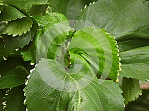 Copperleaf (Acalypha wilkesiana)